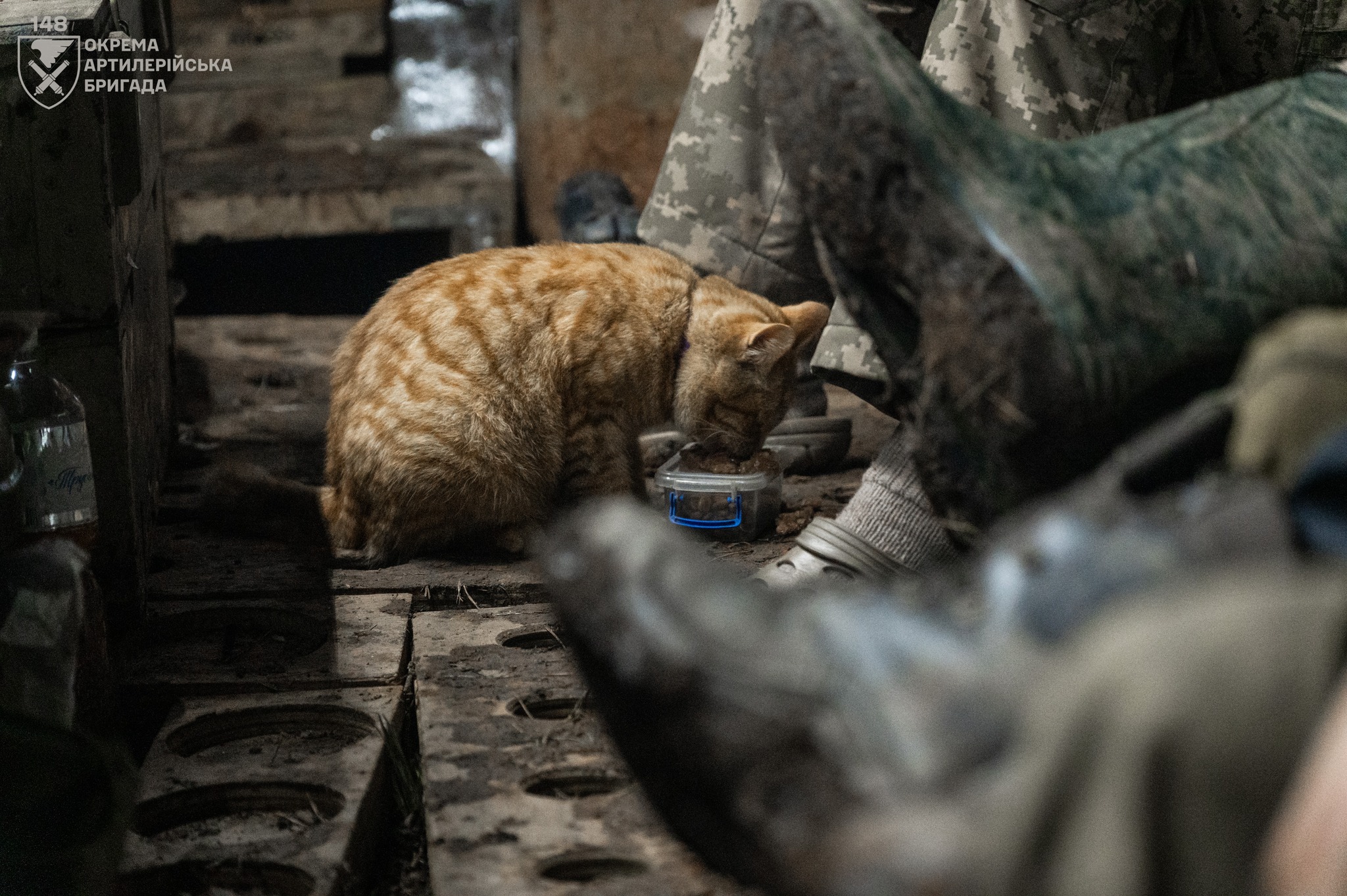 «Навіть якщо у тебе лапки, ти можеш бути корисним на фронті» - Кіт Паштет