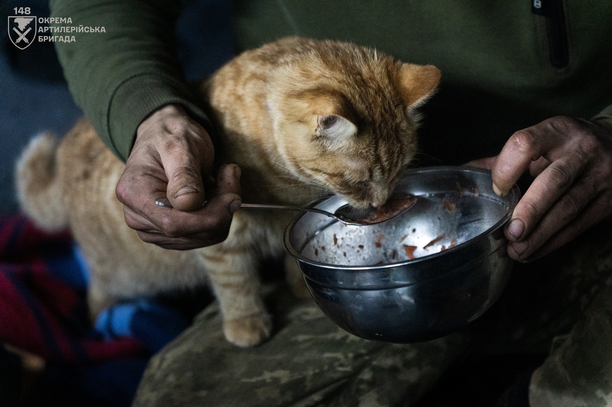 «Навіть якщо у тебе лапки, ти можеш бути корисним на фронті» - Кіт Паштет