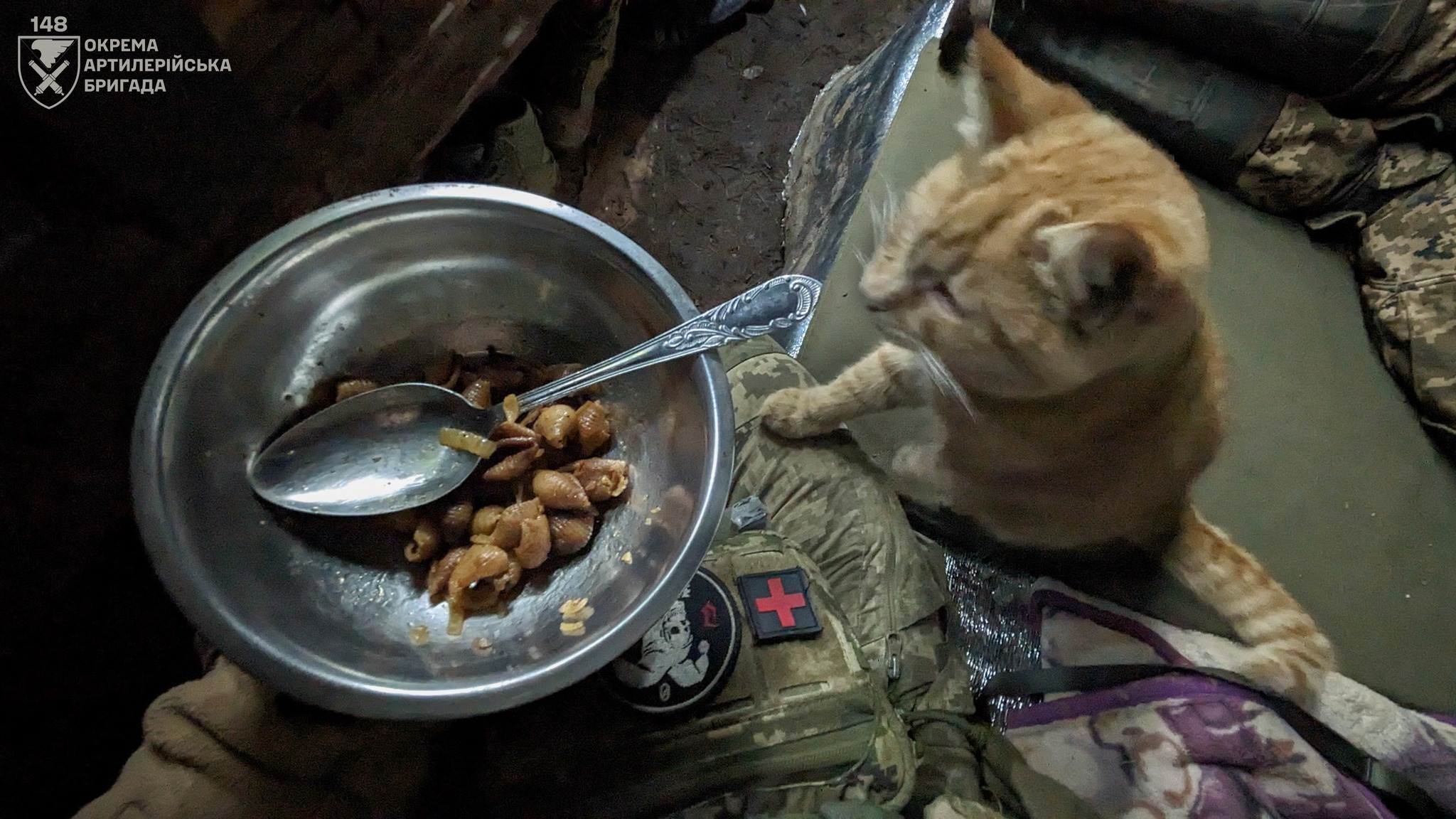 «Навіть якщо у тебе лапки, ти можеш бути корисним на фронті» - Кіт Паштет